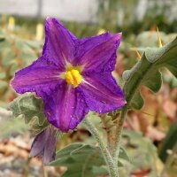 Solanum pyracanthum