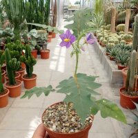 Solanum pyracanthum