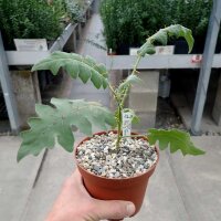Solanum pyracanthum