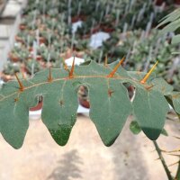 Solanum pyracanthum