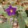Solanum pyracanthum