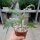 Solanum pyracanthum
