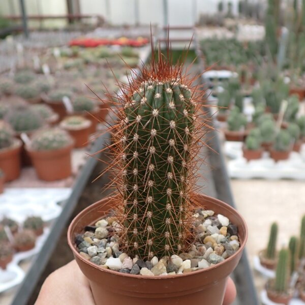 Hildewintera Hybr. Traisenkönig