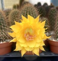 Hildewintera Hybr. Badisch Gold