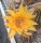 Hildewintera Hybr. Badisch Gold