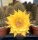 Hildewintera Hybr. Badisch Gold