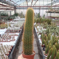 Hildewintera Hybr. Montezuma