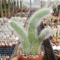 Hildewintera spec. macro - colademononis