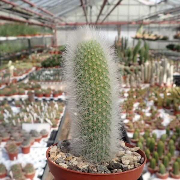 Hildewintera colademononis x Cleistocactus wendlandiorum