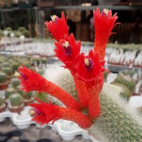 Hildewintera colademononis x Cleistocactus wendlandiorum
