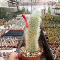 Hildewintera colademononis x Cleistocactus wendlandiorum