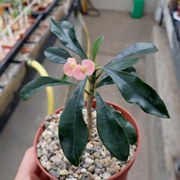 Euphorbia geroldii cv. compacta