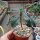 Euphorbia geroldii cv. compacta