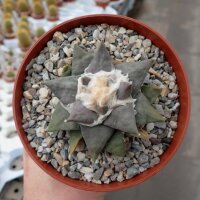 Ariocarpus trigonus v. confusus cv. rote Blüte XL...