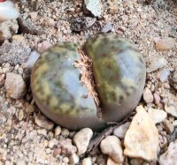 Lithops bromfieldii forma