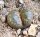 Lithops bromfieldii forma