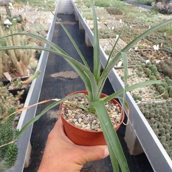 Puya sp.n. PHA 2751