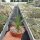 Puya sp.n. PHA 2751