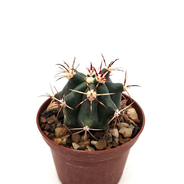 Ferocactus gracilis x wislizenii F2