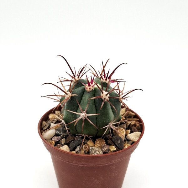 Ferocactus gracilis x grandiflorus