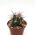 Ferocactus gracilis x grandiflorus