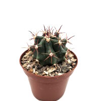 Ferocactus gracilis x wislizeni x gracilis Rückkreuzung