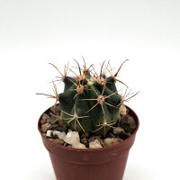 Ferocactus gracilis ssp. coloratus x gracilis x wislizeni