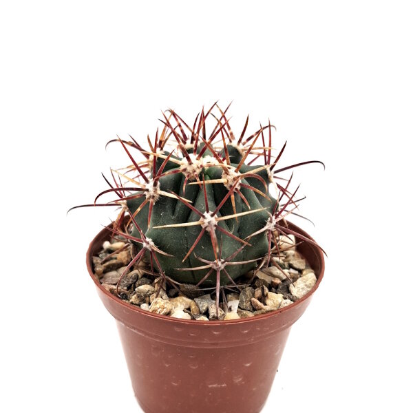 Ferocactus chrysacanthus x chrysacanthus ssp. grandiflorus