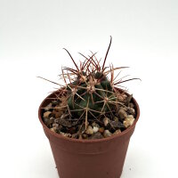 Ferocactus chrysacanthus x chrysacanthus ssp. grandiflorus