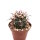 Ferocactus chrysacanthus x chrysacanthus ssp. grandiflorus