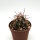 Ferocactus chrysacanthus x chrysacanthus ssp. grandiflorus