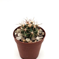 Ferocactus chrysacanthus x (gracilis x wislizeni)