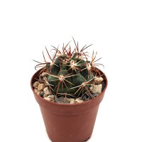 Ferocactus viridescens Ensenada, Baja California, Mexiko