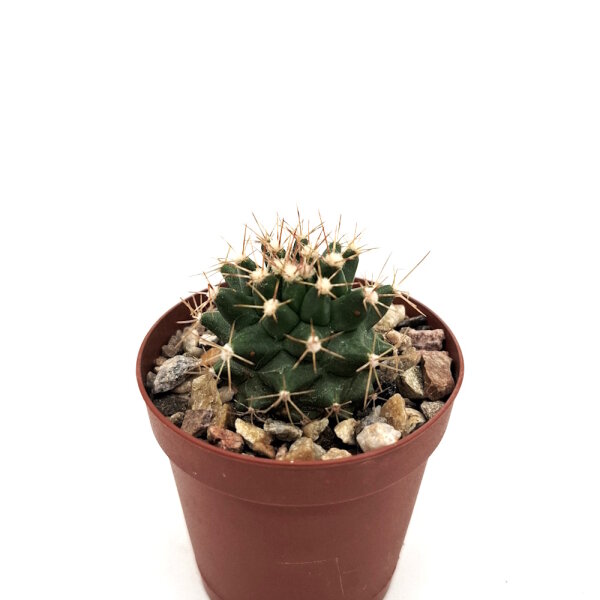 Ferocactus viridescens ssp. orcutii x Ferobergia VIOLET F2