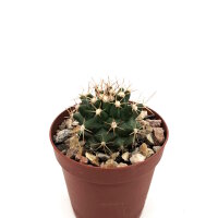 Ferocactus viridescens ssp. orcutii x Ferobergia VIOLET F2