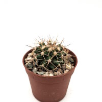 Ferocactus viridescens ssp. orcutii x Ferobergia VIOLET F2