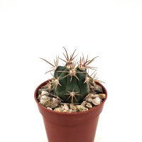 Ferocactus viridescens ssp. orcutii x Ferobergia VIOLET F2
