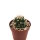 Ferocactus viridescens ssp. orcutii x Ferobergia VIOLET F2