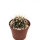 Ferocactus viridescens ssp. orcutii x Ferobergia VIOLET F2