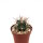 Ferocactus viridescens ssp. orcutii x Ferobergia VIOLET F2