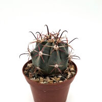 Ferocactus californicus 48 km südl. Loreto, BC, Mexiko