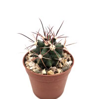 Ferocactus pottsii x rectispinus F2