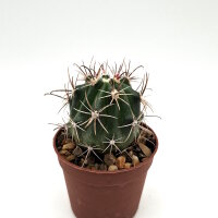 Ferocactus fordii x (gracilis x wislizeni)