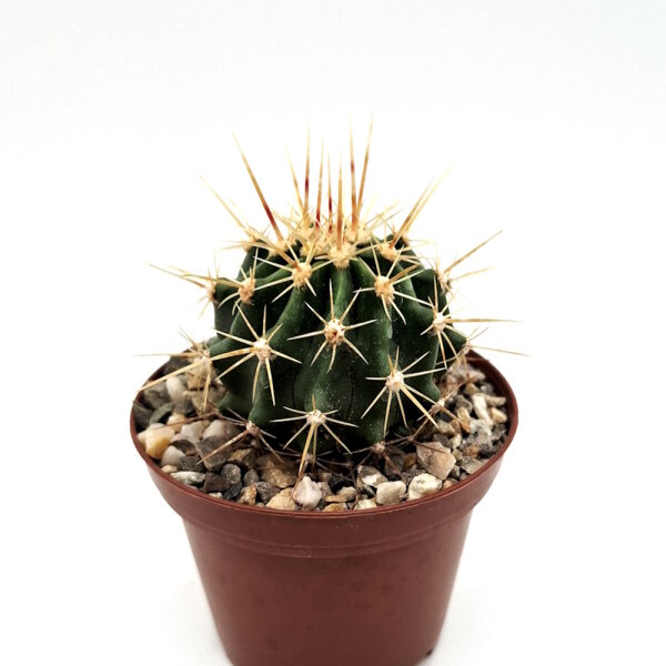 Ferocactus schwarzii Cerra Colorado, Sinaloa, Mexiko