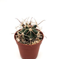 Ferocactus acanthodes ssp. eastwoodiae X gracilis