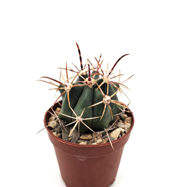 Ferocactus fordii Colonia Emiliano Zapata II, Baja california Süd, Mexiko