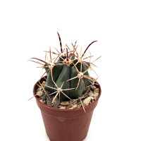 Ferocactus fordii Colonia Emiliano Zapata II, Baja...