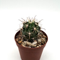 Ferocactus fordii Morro Santo Domingo, BCS, Mx,...
