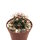 Ferocactus fordii v. De Herdt