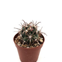 Ferocactus fordii ssp. borealis Socorro, Baja California